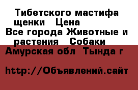  Тибетского мастифа щенки › Цена ­ 10 000 - Все города Животные и растения » Собаки   . Амурская обл.,Тында г.